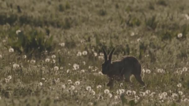ヨーロッパのハーレ レプス Europaeus Brown Hare — ストック動画