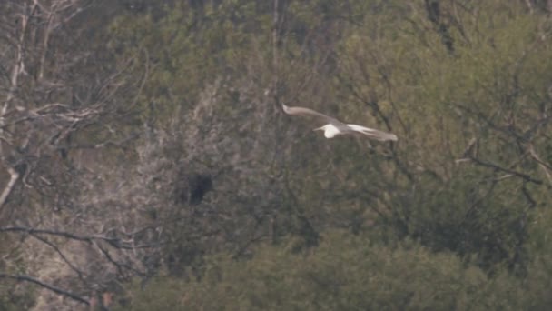 Grande Egret Bird Flight Slow Motion Passarinhos Voar Ardea Alba — Vídeo de Stock