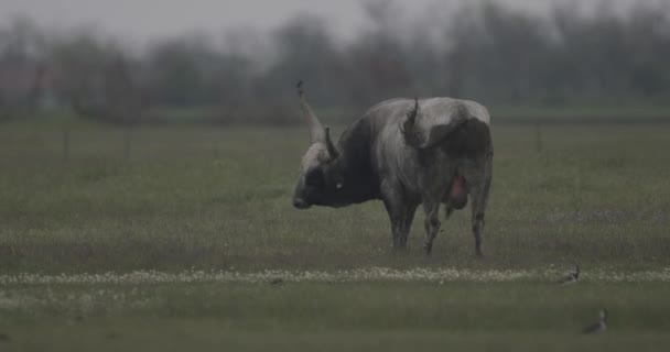 Hungaria Abu Abu Ternak Bos Taurus Padang Rumput — Stok Video