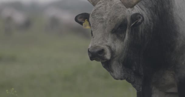 Венгерский Серый Скот Bos Taurus Пастбище Крупный План — стоковое видео