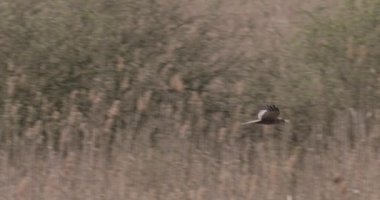 Güzel bir Bataklık Harrier Sirki. Uçan Aeruginosus, yavaş çekim.