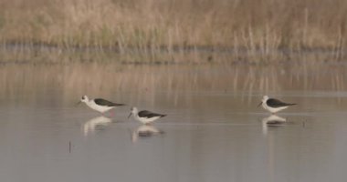 Kara Kanatlı Stilt, Himantopus Himantopus yemek yerken, Ulusal Park, Macaristan