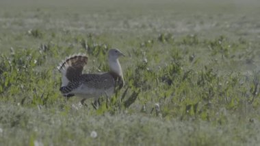 Büyük Bustard Otis Tarda Çimlerde, Macaristan