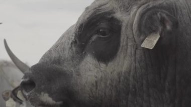 Macar gri sığır Bos Taurus otlakta, Yakın plan