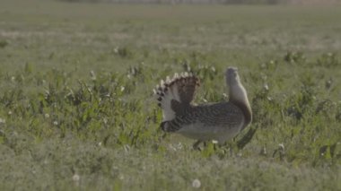 Büyük Bustard Otis Tarda Çimlerde, Macaristan