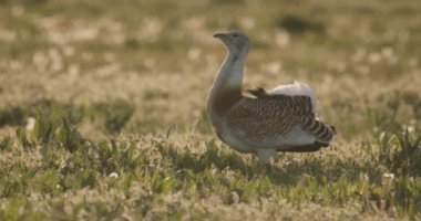 Yakın plan Büyük Bustard Otis Tarda Çimlerde, Macaristan