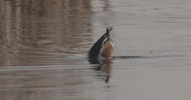 Kuzeyli Kürekçi Spatula Clypeata 'yı besliyor, Gölde Besleniyor