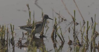 Ruff Calidris Pugnax Su birikintisinde yiyecek arıyor.
