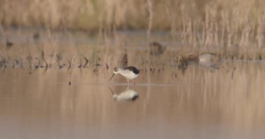 Kara Kanatlı Stilt, Himantopus Himantopus, Ulusal Park, Macaristan