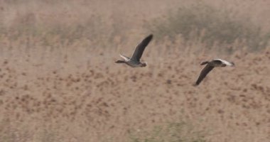 Daha Büyük Beyaz Önlü Kaz Kuşları Yavaş Hareket Anser Anser 'da Uçuyor