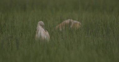 Gece Balıkçıl, Nycticorax Nycticorax, uzun otların arasında oturan genç bir kuş.