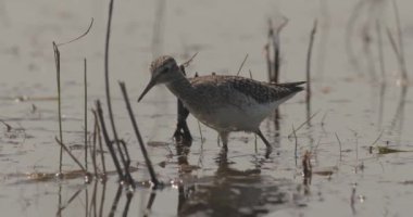 Ruff Calidris Pugnax Su birikintisinde yiyecek arıyor.