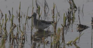 Ruff Calidris Pugnax Su birikintisinde yiyecek arıyor.