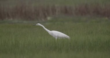 Büyük Akbalıkçıl Balıkçıl Bataklıkta Balık Yakalıyor