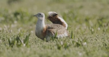 Great Bustard, Otis Tarda, Macaristan sahada, Yakından Görüntü