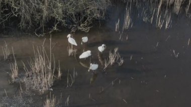 Macaristan 'daki Kuş Kolonisi Avrasya Kaşık Tasarısı