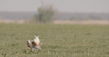Büyük Bustard, Otis Tarda, Macaristan