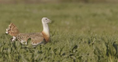Büyük Bustard, Otis Tarda, Macaristan, Yakından Görüntü