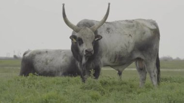 Macar gri sığır Bos Taurus otlakta