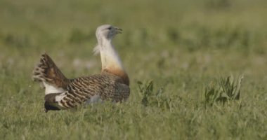 Büyük Bustard, Otis Tarda, Macaristan, Yakından Görüntü