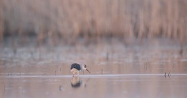 Kara Kanatlı Stilt, Himantopus Himantopus, Ulusal Park, Macaristan