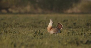 Büyük Bustard, Otis Tarda, Macaristan