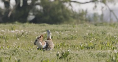 Büyük Bustard, Otis Tarda, Macaristan