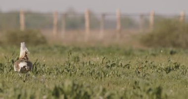Büyük Bustard, Otis Tarda, Macaristan