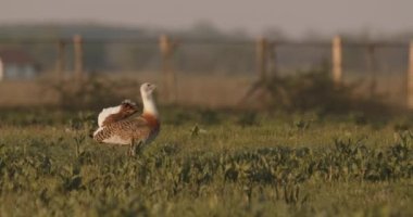 Büyük Bustard, Otis Tarda, Macaristan