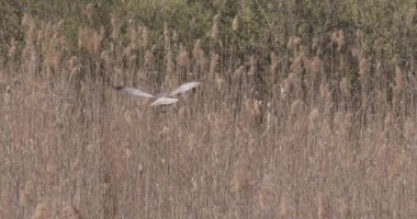 Güzel bir Bataklık Harrier Sirki. Uçan Aeruginosus, yavaş çekim.