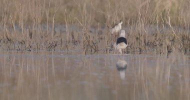 Kara Kanatlı Stilt, Himantopus Himantopus, Ulusal Park, Macaristan