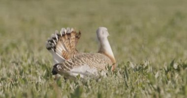 Great Bustard, Otis Tarda, Macaristan sahada, Yakından Görüntü