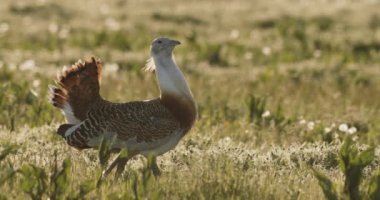 Büyük Bustard, Otis Tarda, Macaristan