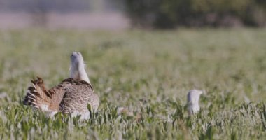 Great Bustard, Otis Tarda, Macaristan sahada, Yakından Görüntü