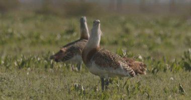 Great Bustard, Otis Tarda, Yakından Görüntü, Macaristan