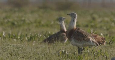 Great Bustard, Otis Tarda, Yakından Görüntü, Macaristan