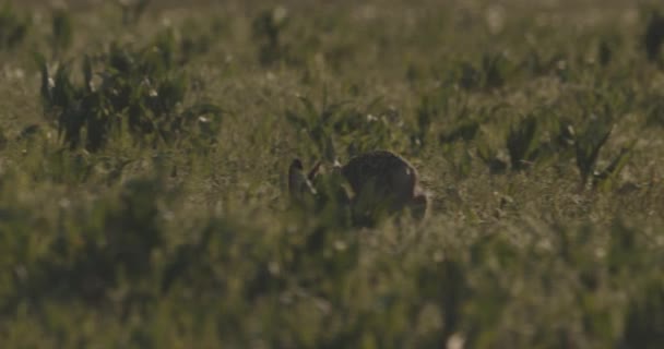 ヨーロッパのハーレ レプス Europaeus Brown Hare — ストック動画