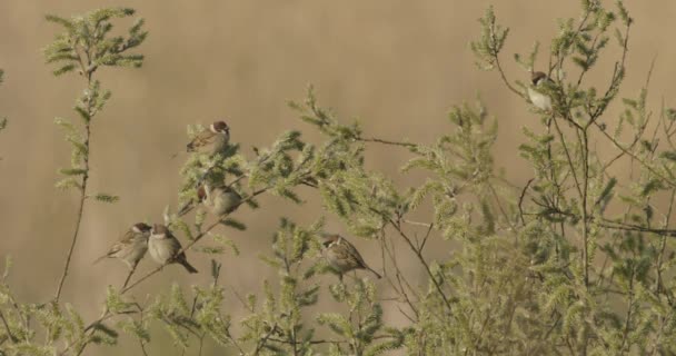 Σώμα Sparrow Passer Domesticus Μεγάλο Flock Ξεκούραση — Αρχείο Βίντεο