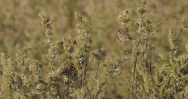 Sparrow Hanedanı Evcil Sürüsü Dinleniyor