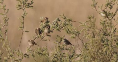 Sparrow Hanedanı Evcil Sürüsü Dinleniyor