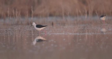 Kara Kanatlı Stilt, Himantopus Himantopus, Ulusal Park, Macaristan