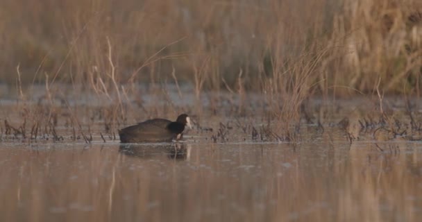 Folaga Eurasiatica Fulica Atra Uccello Sul Lago — Video Stock