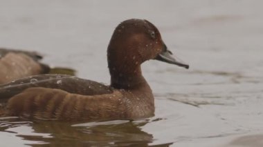 Ferruginous Duck Aythya Nyroca Sığ Göl 'de Yüzüyor, Yavaş Hareket Görüntüsü