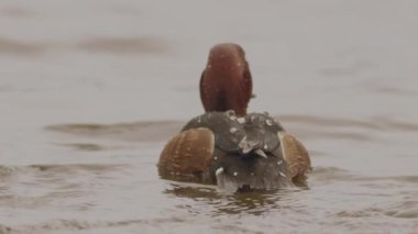 Ferruginous Duck Aythya Nyroca Sığ Göl 'de Yüzüyor, Yavaş Hareket Görüntüsü