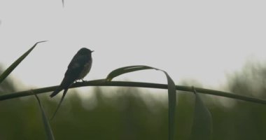 Reed 'deki Ahır Kırlangıcı, Hirundo Rustica