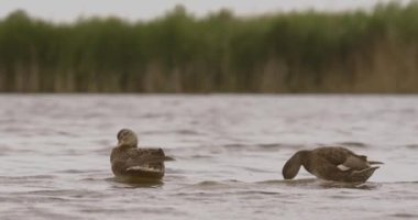 Slow Motion Mallard, Anas Platyrhynchos On Lake 