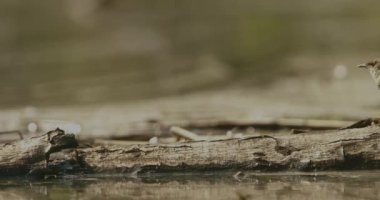 Bir gölün kıyısında ötücü kuş. Locream Luscinioides, Slow Motion Image