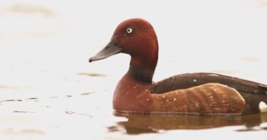 Ferruginous Duck Aythya Nyroca Sığ Göl 'de Yüzüyor, Yavaş Hareket Görüntüsü