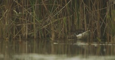 Anas Platyrhynchos. Kahverengi Dişi Mallard Ördeği, Yavaş Hareket Görüntüsü