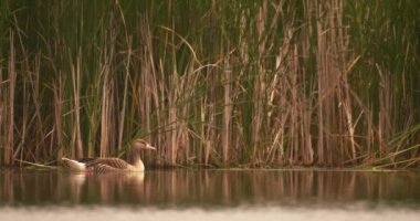 Slow Motion, Mallard, Anas Platyrhynchos On Lake